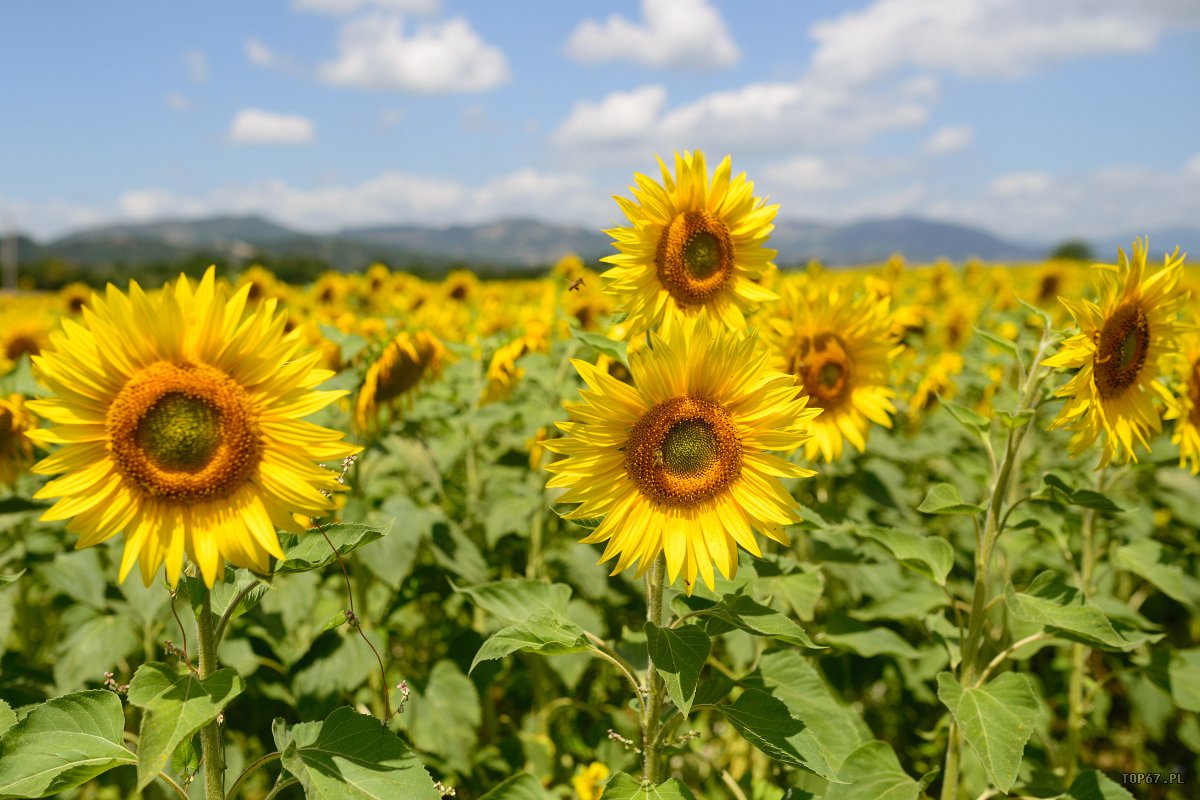 17_Toskania TP7_1788.jpg - Toskania